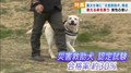 災害救助犬