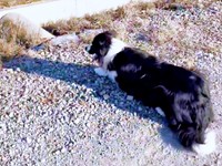 その場に座り込んで、ひと休みするディークスくん（画像提供：A&Dさん）