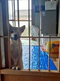 生後3か月のきいさん。これでは障子は貼れない...