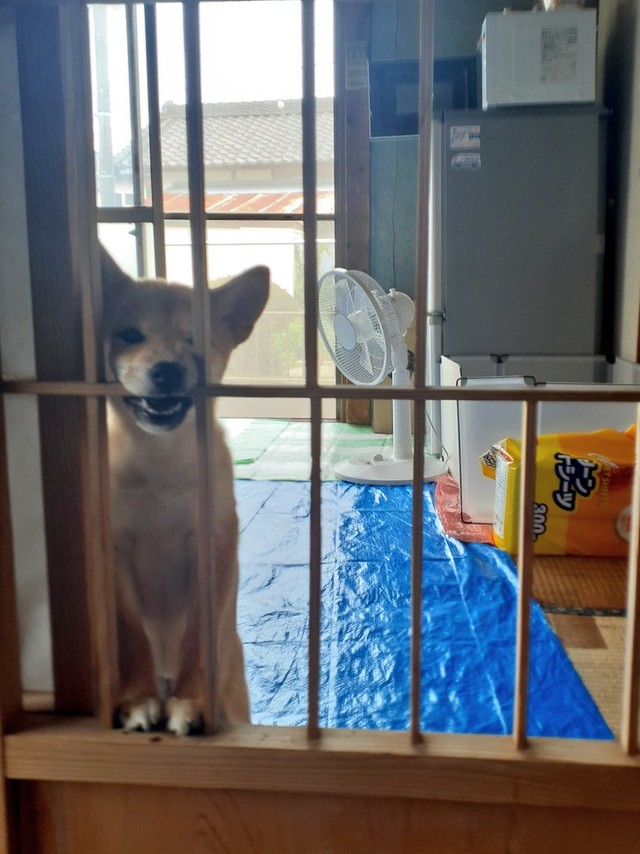 生後3か月のきいさん。これでは障子は貼れない...