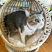 すくすく成長したポポくん。丸カゴに入ってニャルソック（画像提供：YuuuuJtny-Kさん）