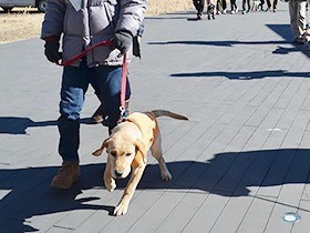 盲導犬の育ての親になろう　パピーウォーカーの講習会