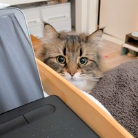 「遊ぼう？」 チラ見でアピールするヤマネコくん（画像提供：ヤマネコさん）