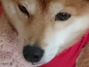 セラピー犬の活動にもトライしてるの　シバイヌのいちご
