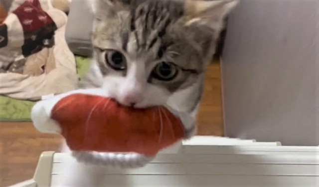 体幹の強さにあっぱれ！はしごを駆け上がった子猫の名前はつくしちゃん（猫おばさん提供、Twitterよりキャプチャ撮影）