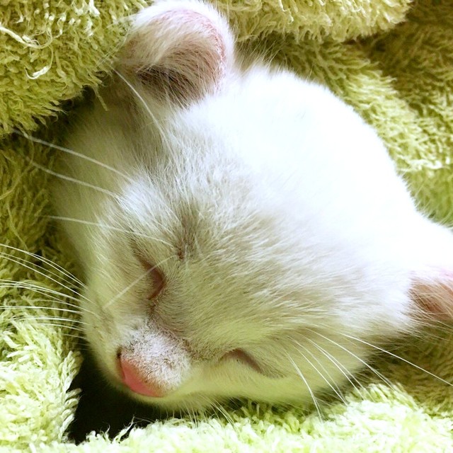 助けられたぷぅくんは、飼い主さんのおうちで新たな猫生を歩み始めます（画像提供：masaru--menさん）