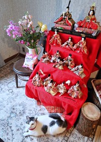 お雛様と一緒にパシャリ！ おすまし顔のグミちゃん（画像提供：山口夏実さん）