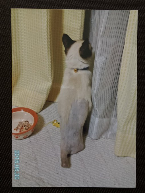 時々、ケージの外に出してあげていた