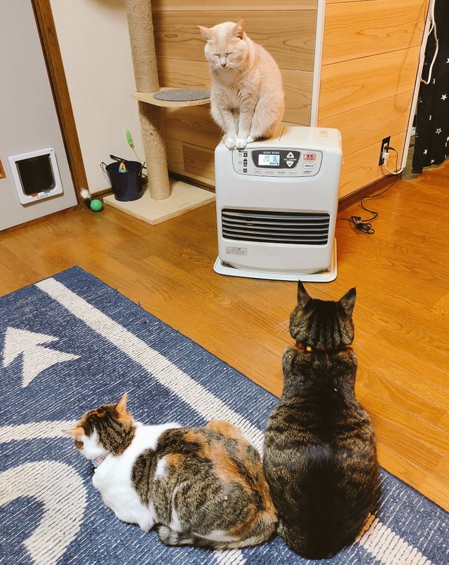 いつもの風景。ヒーター前に集合＝nyaokoさん（@naokowatanabe5）提供