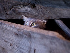 動物保護施設で猫を虐待　愛護団体の元理事長を略式起訴