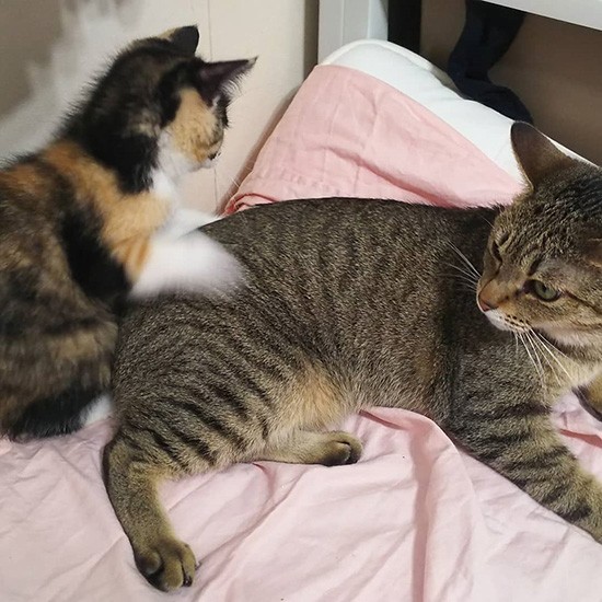 先住猫こつむちゃんは優しいの