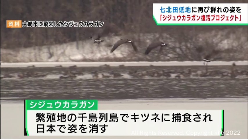絶滅危惧種シジュウカラガンをかつての越冬地に呼び戻す　仙台育英の生徒らが提言へ