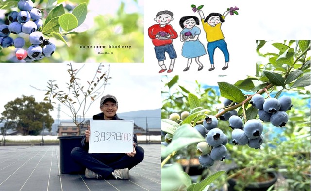 2026年夏に誕生予定のブルーベリーの観光農園　29日に苗木の植え替えイベント開催　香川・観音寺市