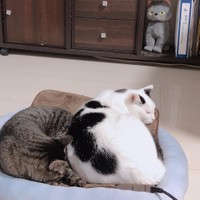 安心しきって眠る2匹、見ているだけで癒される