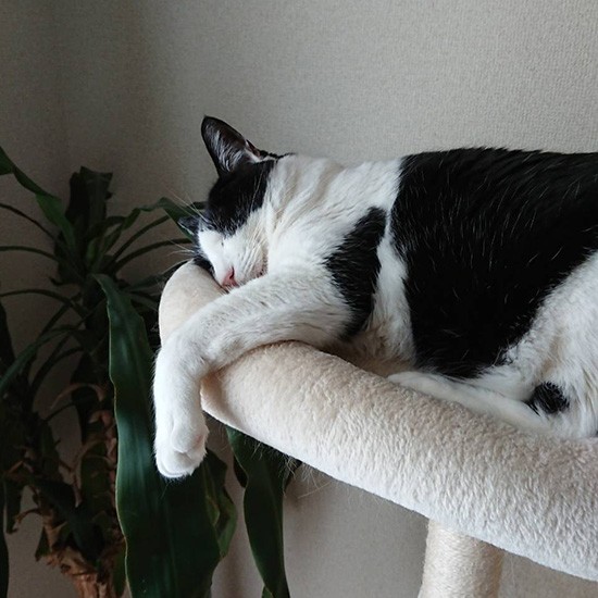 でもにゃんにゃんは気にせず生活している（横野さん提供）