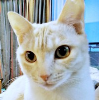 1歳の頃のアメリちゃん（画像提供：cittaちゃん）