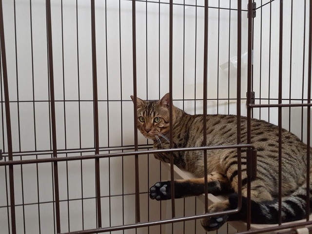 遊び疲れて自分からケージへ戻ったレオン