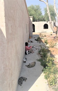 散歩後、はなももさんは休憩して座っていた。まだ猫ちゃんたちはまばら（提供写真）