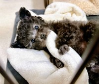 「チュパカブラ」と呼ばれていた生後2カ月のエマちゃん（画像提供：エマです！さん）