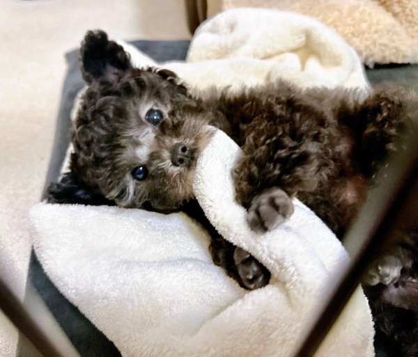 「チュパカブラ」と呼ばれていた生後2カ月のエマちゃん（画像提供：エマです！さん）