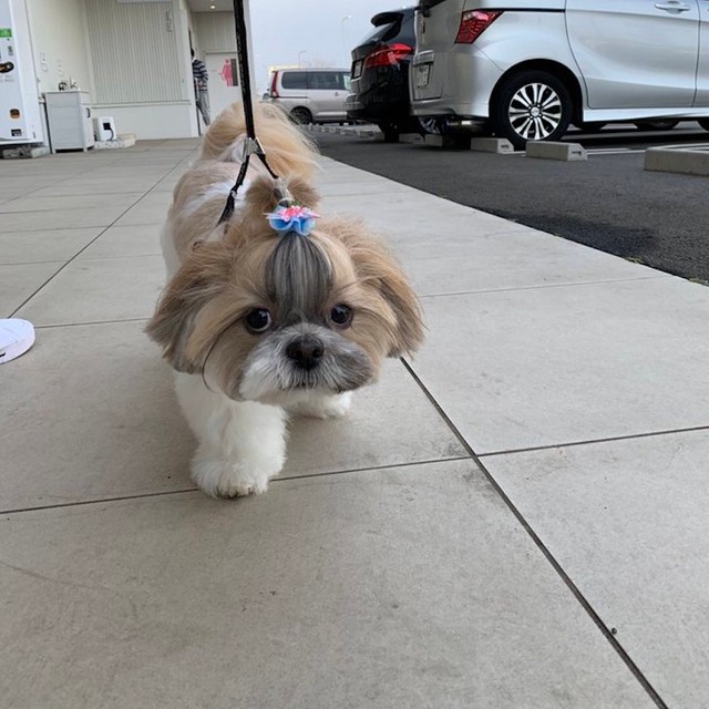 このお目めで見つめられたらナデナデ欲、不可避☆（提供：こじろうのかいぬしさん）