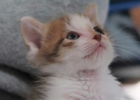 食欲も出てきたころのレイくん。早くご飯が欲しいニャ