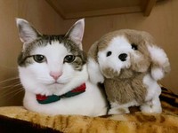 ぬいぐるみとツーショットが素敵なリボンちゃん（画像提供：ココ･リボンさん）