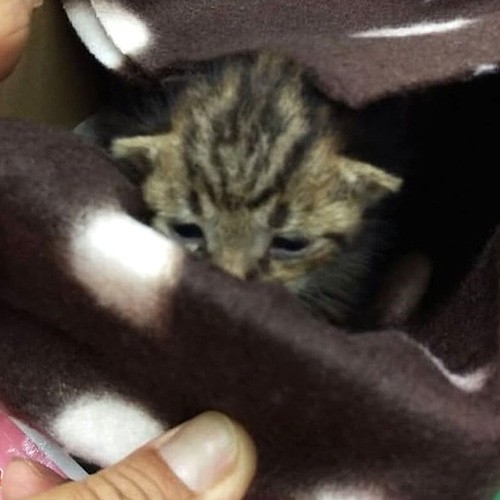 レスキューされた時、本当に小さかった