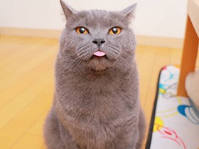 ビックリして、ベロしまい忘れちゃった　ブリショー「ポッチ」　