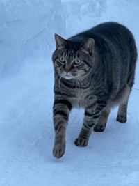 人間も道譲るほどの貫禄があったとか（飼い主さん提供）