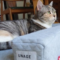 腎臓病が悪化することもなく、元気に暮らしている