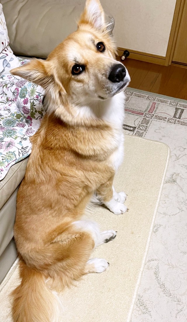 飼い主さんをじっと見つめるチャロちゃん（画像提供：雑種犬チャロさん）