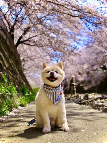 桜の季節に先代犬モコちゃんと。メモリアルなカット（高橋さん提供）