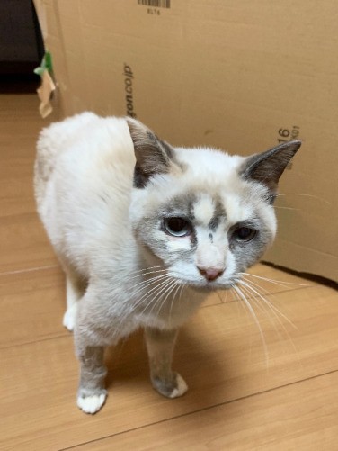 病んでも、ヨロヨロと子猫たちのもとへ（鶴子さん提供）