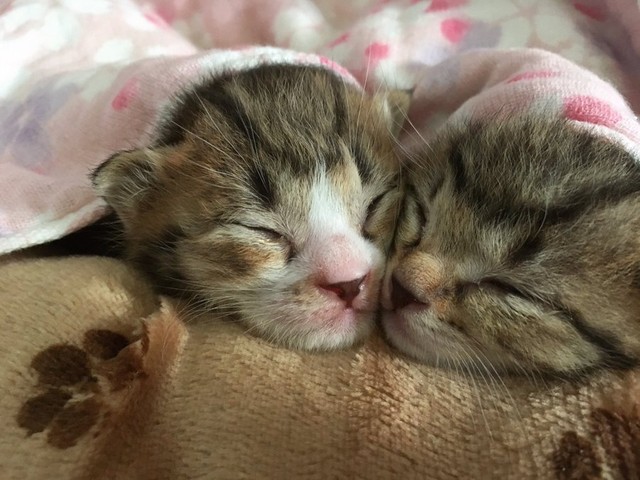 ベビたん時代のもずくちゃん（左）、こんぶちゃん（右）＝もずく＆こんぶ（保護猫・姉弟）さん（@mozukon_xiaomao）提供