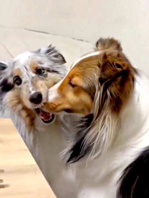 再び、ハムハムを始めたラピスちゃん（画像提供：アクラピネルさん）