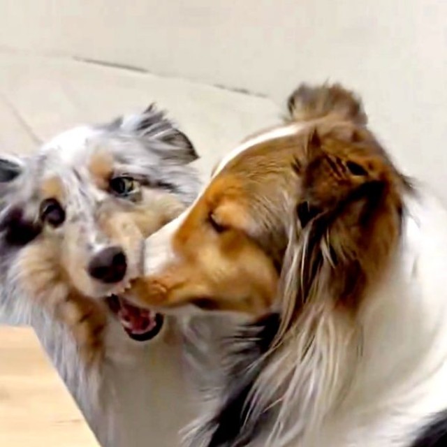 再び、ハムハムを始めたラピスちゃん（画像提供：アクラピネルさん）