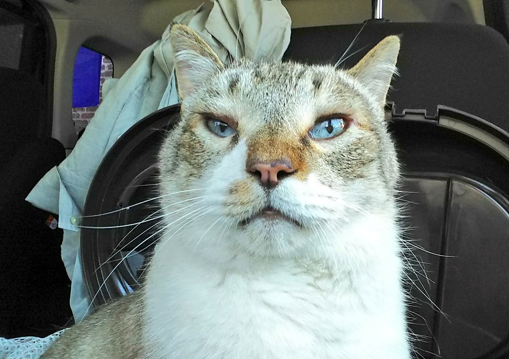 よく見る「芸能人が愛用 ムカデにかまれた猫さん、薬を飲んだら大変なことに…獣医から言 和楽器