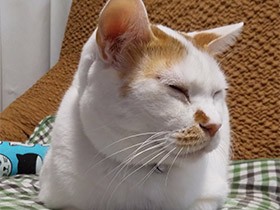 毛玉ボールで高速ドリブル　雑種猫「カムナ・ガブリエル夢二」　