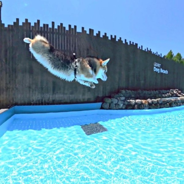お見事！ きれいなフォームで飛び込むギズモちゃん（画像提供：elmoelmodogさん）