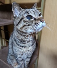 焼き芋のにおいに興味を惹かれた時