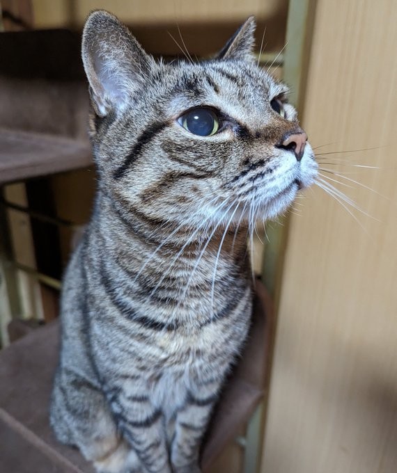 焼き芋のにおいに興味を惹かれた時
