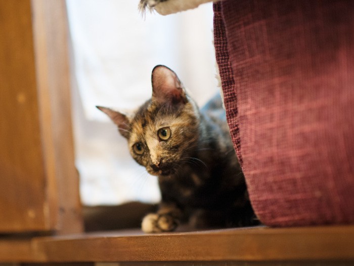 「耳面（みみも）です。飛鳥時代の女性の名前なの。すあまさんの命名よ」（小林写函撮影）