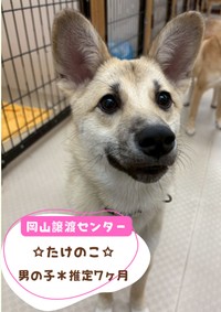 5月24日に津山市で保護犬の譲渡会　子犬からシニア犬まで7匹に会いにきて　岡山