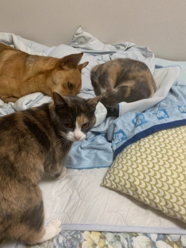 これからの３匹ずーっと仲良くね　（提供写真）