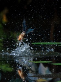 カワセミが飛び込む瞬間／しうぽーにゅさん（@kazantotaki）提供