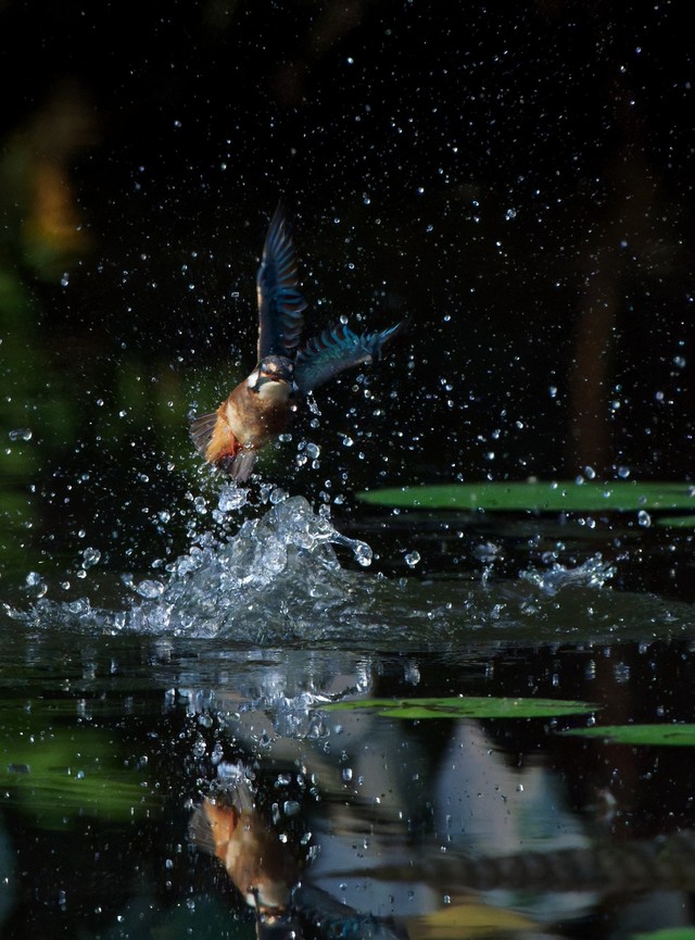 カワセミが飛び込む瞬間／しうぽーにゅさん（@kazantotaki）提供
