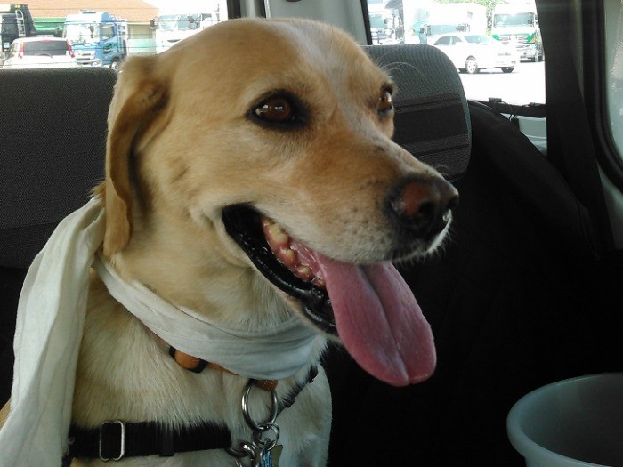 車が大好き、ワクワクしちゃう！