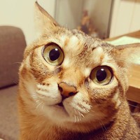 大きな目だから栗ちゃん＝smooch.0518xoxoさん提供