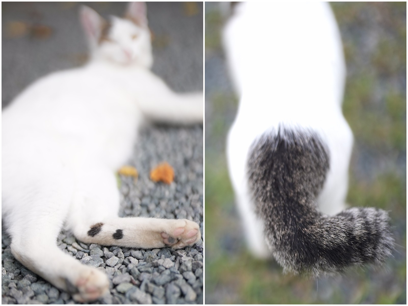 猫がへそ天で寝ていると、店が忙しくなる」パン屋さんにいるのは、幸運